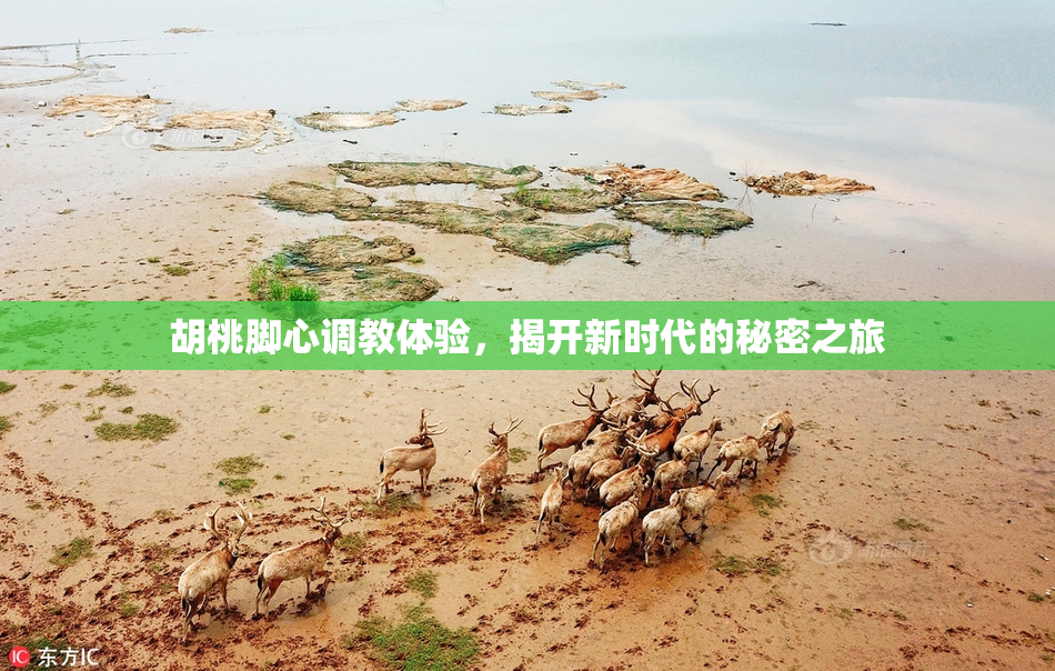 胡桃脚心调教体验，揭开新时代的秘密之旅