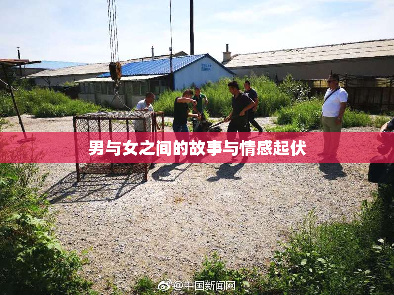 男与女之间的故事与情感起伏