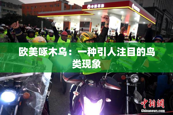 欧美啄木乌：一种引人注目的鸟类现象