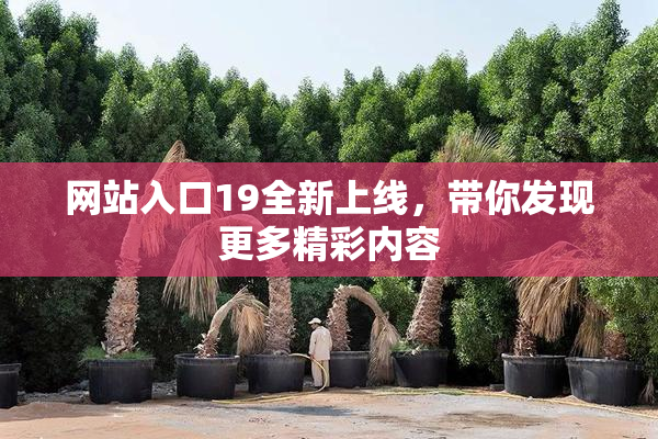 网站入口19全新上线，带你发现更多精彩内容