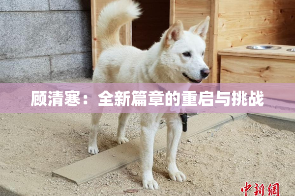 顾清寒：全新篇章的重启与挑战