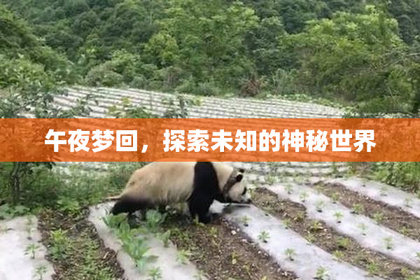 午夜梦回，探索未知的神秘世界