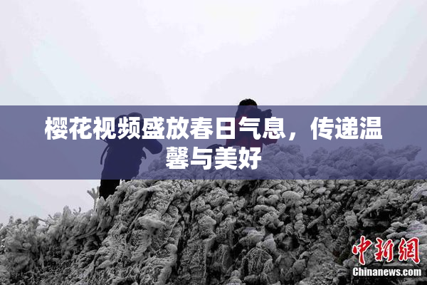 樱花视频盛放春日气息，传递温馨与美好