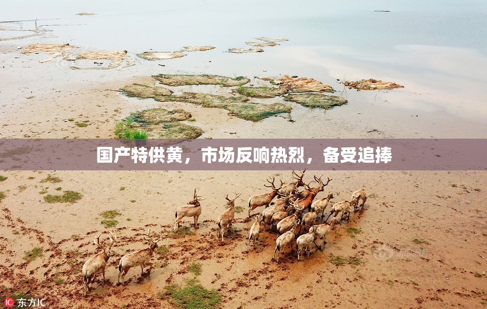 国产特供黄，市场反响热烈，备受追捧