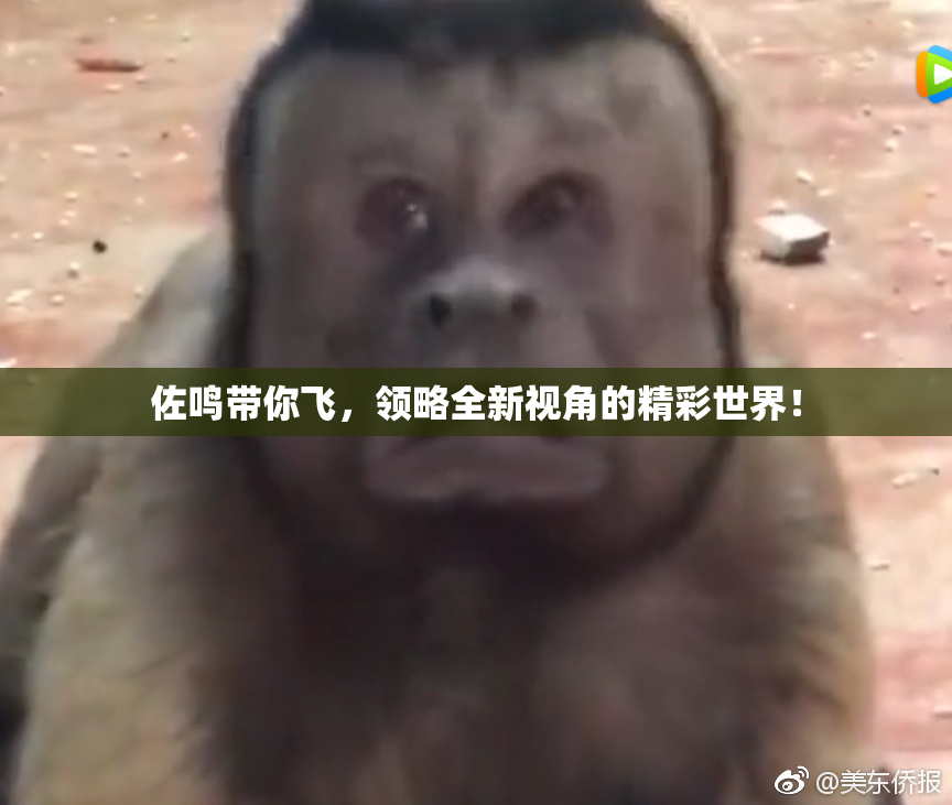 佐鸣带你飞，领略全新视角的精彩世界！