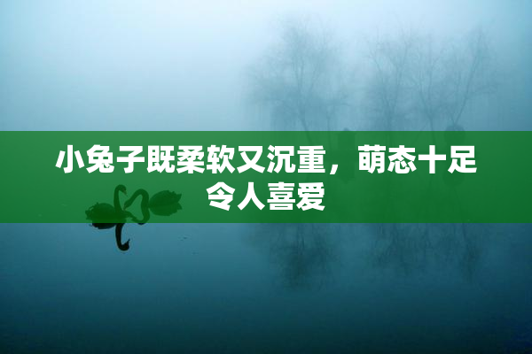 小兔子既柔软又沉重，萌态十足令人喜爱