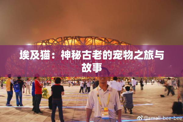 埃及猫：神秘古老的宠物之旅与故事