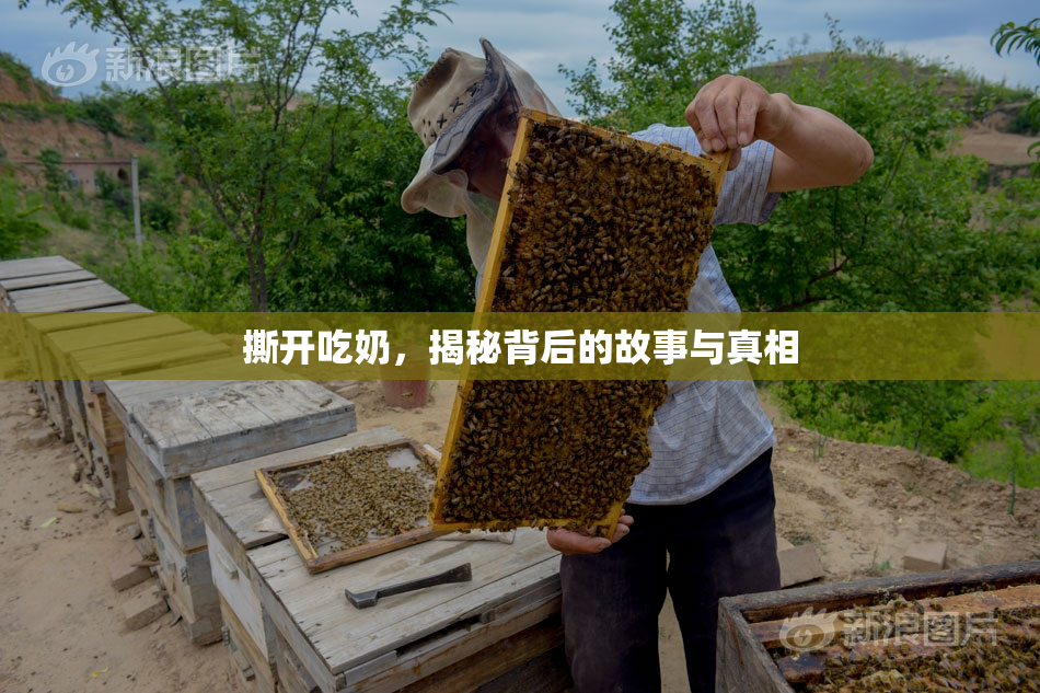 撕开吃奶，揭秘背后的故事与真相