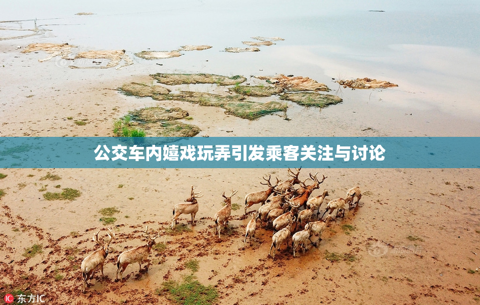 公交车内嬉戏玩弄引发乘客关注与讨论