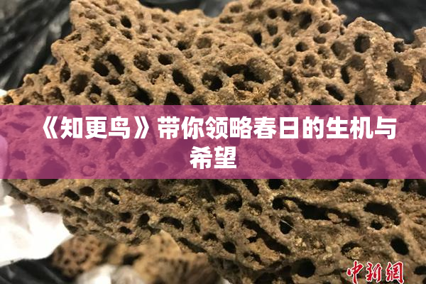 《知更鸟》带你领略春日的生机与希望