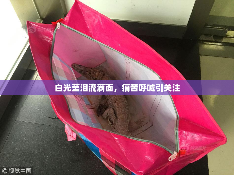白光莹泪流满面，痛苦呼喊引关注