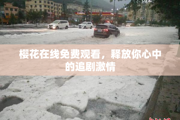 樱花在线免费观看，释放你心中的追剧激情