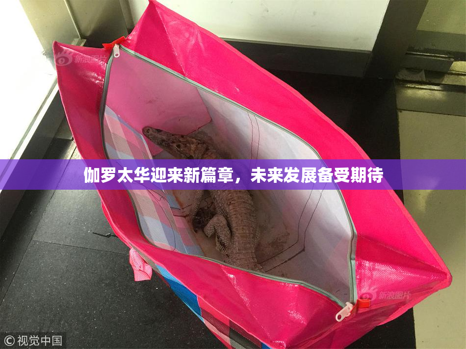 伽罗太华迎来新篇章，未来发展备受期待