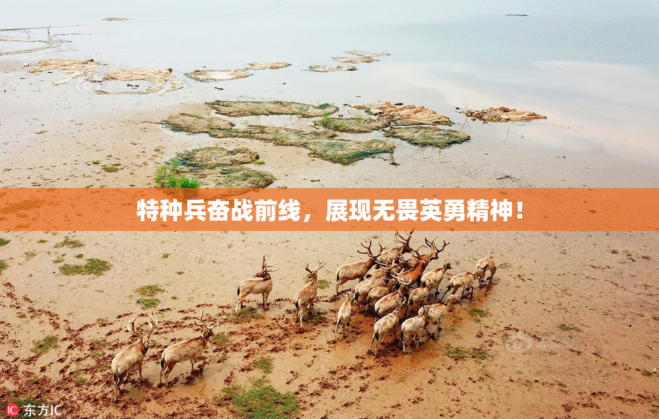 特种兵奋战前线，展现无畏英勇精神！
