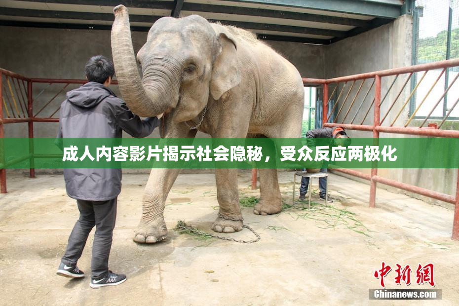 成人内容影片揭示社会隐秘，受众反应两极化