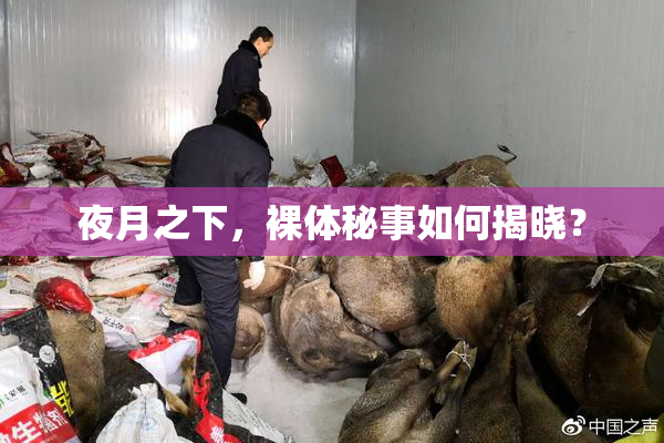 夜月之下，裸体秘事如何揭晓？