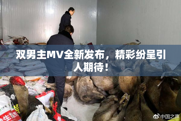 双男主MV全新发布，精彩纷呈引人期待！
