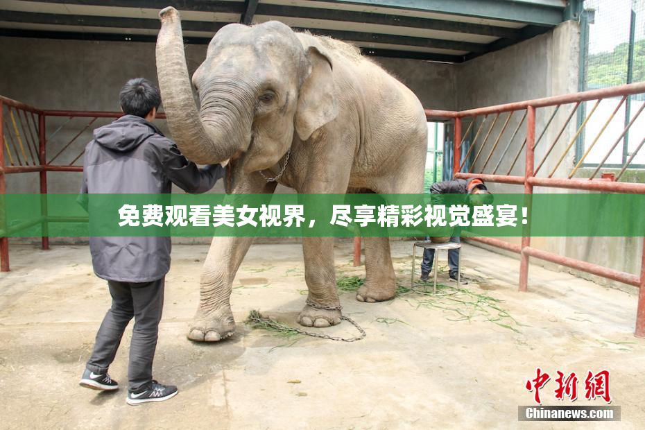 免费观看美女视界，尽享精彩视觉盛宴！