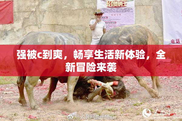 强被c到爽，畅享生活新体验，全新冒险来袭