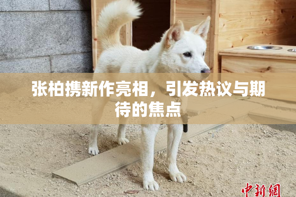 张柏携新作亮相，引发热议与期待的焦点