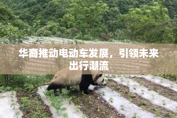 华裔推动电动车发展，引领未来出行潮流