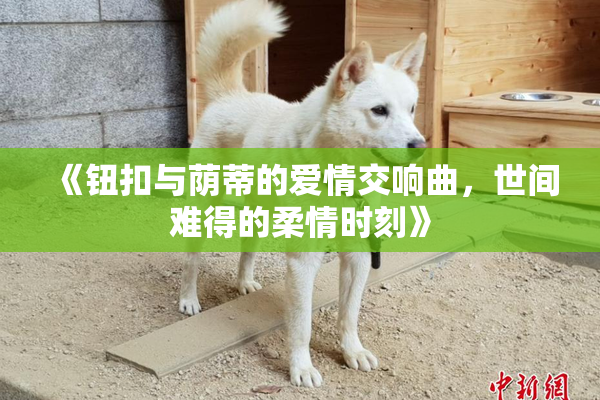 《钮扣与荫蒂的爱情交响曲，世间难得的柔情时刻》