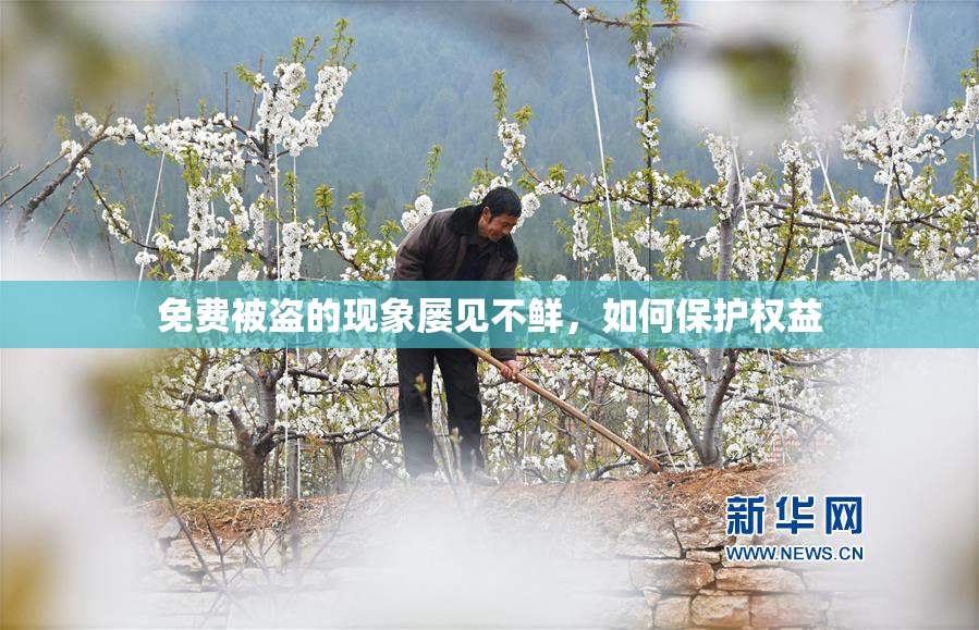 免费被盗的现象屡见不鲜，如何保护权益