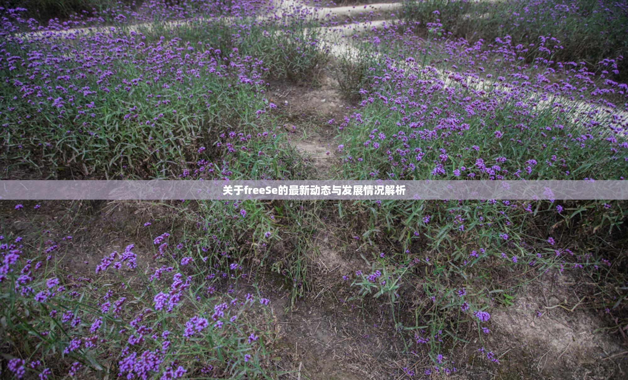 关于freeSe的最新动态与发展情况解析