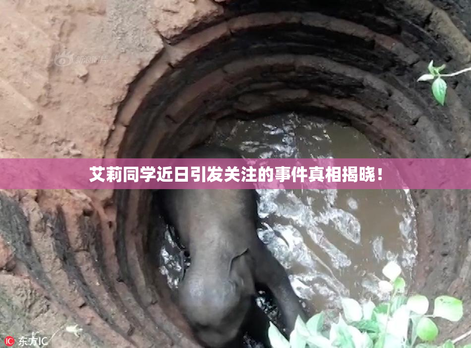 艾莉同学近日引发关注的事件真相揭晓！