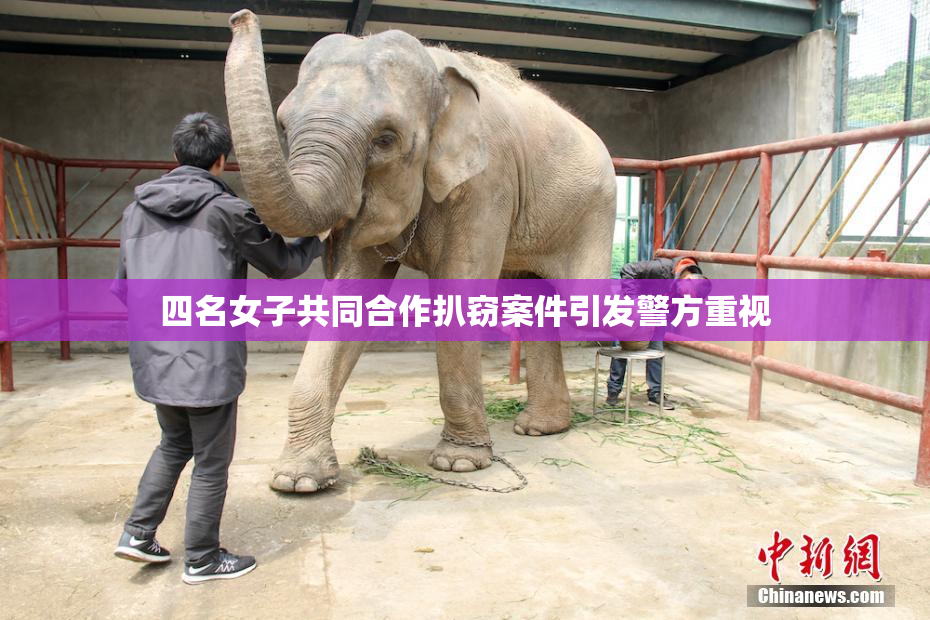 四名女子共同合作扒窃案件引发警方重视
