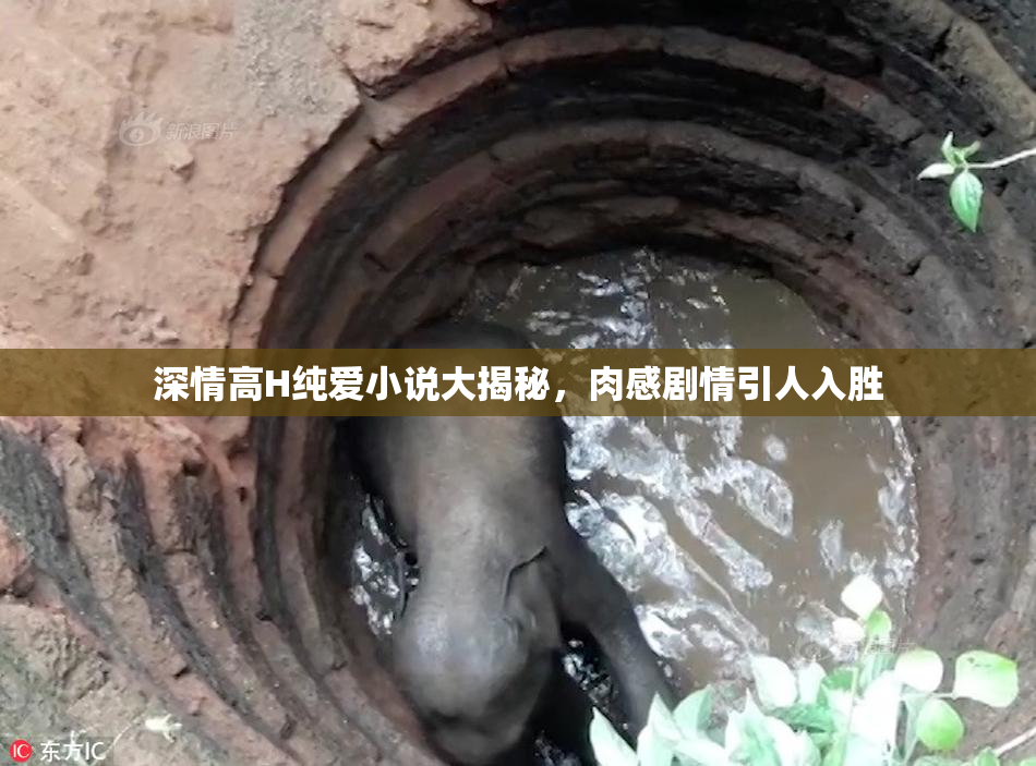 深情高H纯爱小说大揭秘，肉感剧情引人入胜