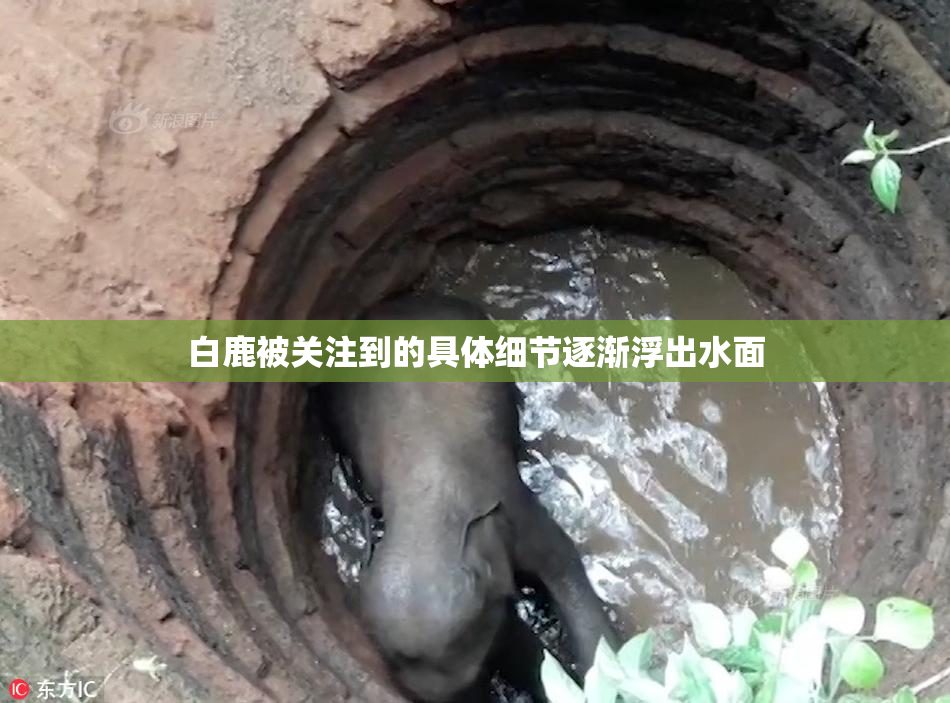 白鹿被关注到的具体细节逐渐浮出水面
