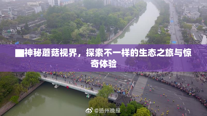 ▇神秘蘑菇视界，探索不一样的生态之旅与惊奇体验