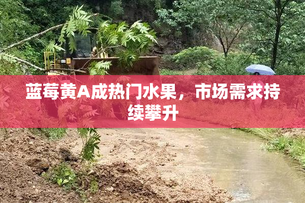 蓝莓黄A成热门水果，市场需求持续攀升