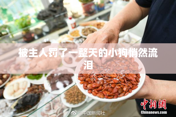 被主人罚了一整天的小狗悄然流泪