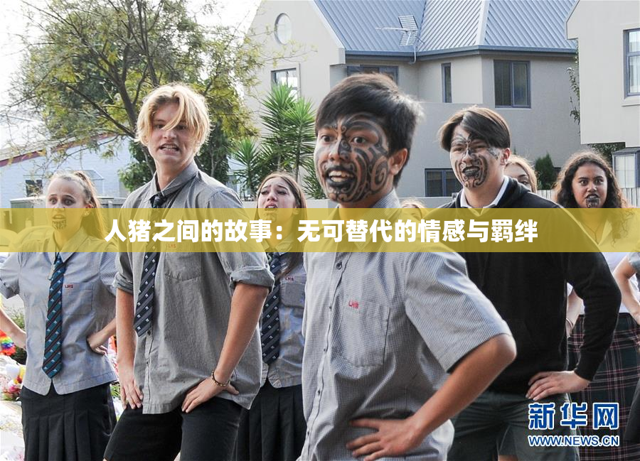 人猪之间的故事：无可替代的情感与羁绊