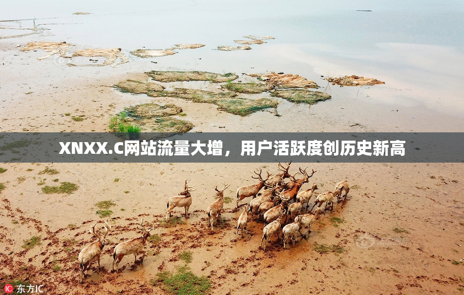XNXX.C网站流量大增，用户活跃度创历史新高