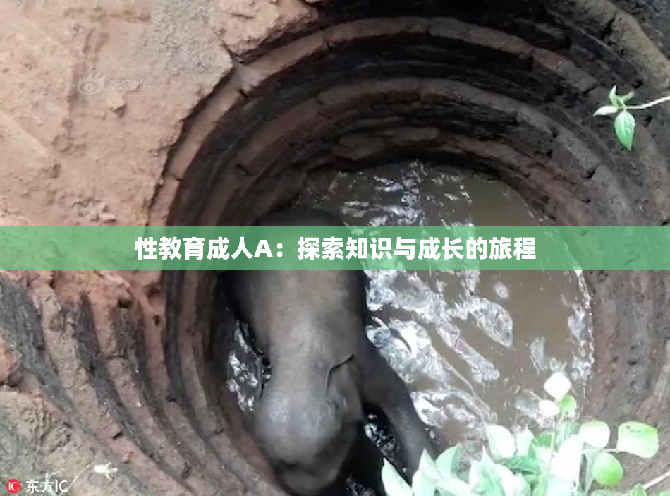 性教育成人A：探索知识与成长的旅程