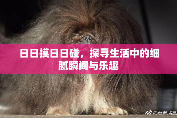日日摸日日碰，探寻生活中的细腻瞬间与乐趣