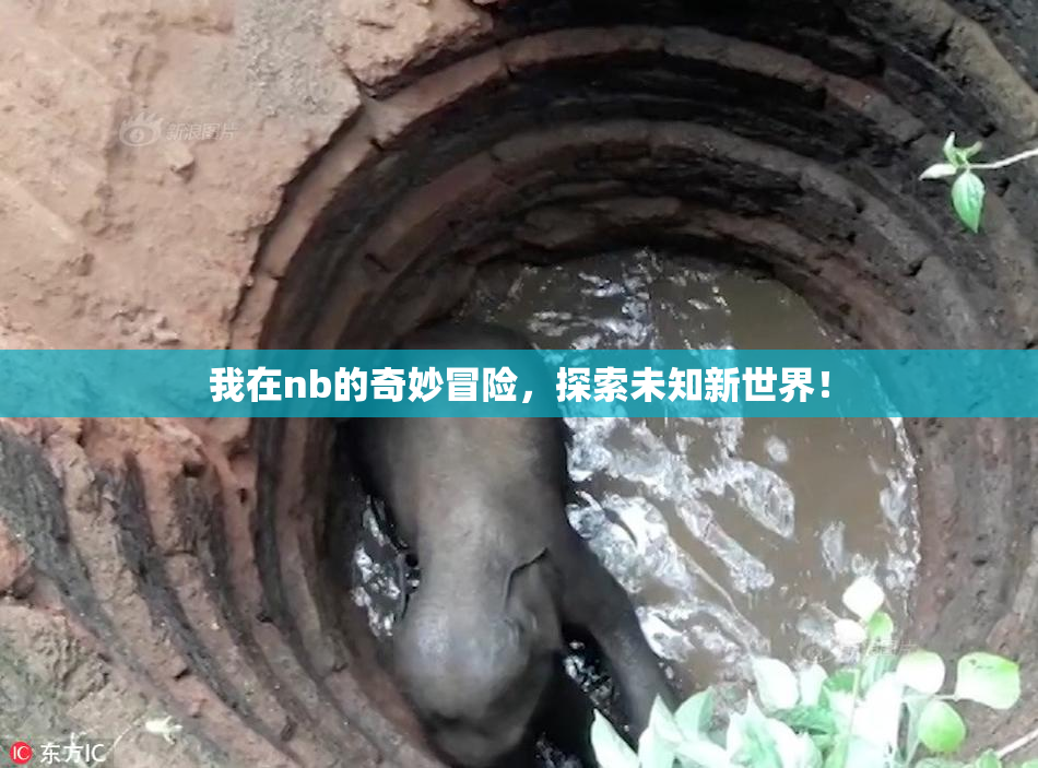 我在nb的奇妙冒险，探索未知新世界！