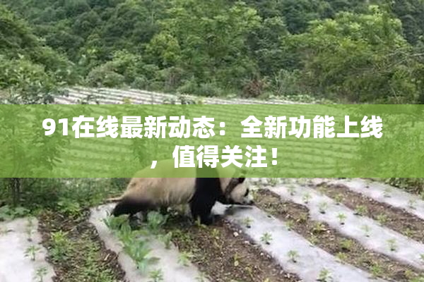 91在线最新动态：全新功能上线，值得关注！