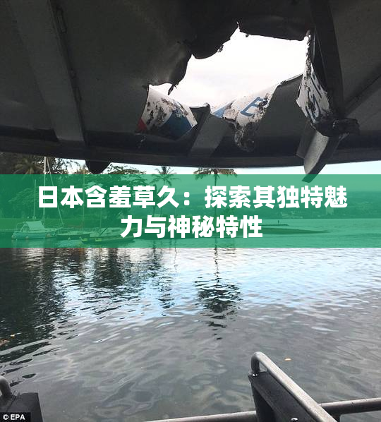 日本含羞草久：探索其独特魅力与神秘特性