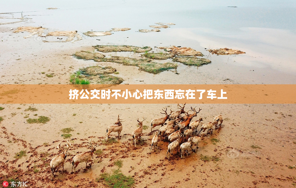 挤公交时不小心把东西忘在了车上