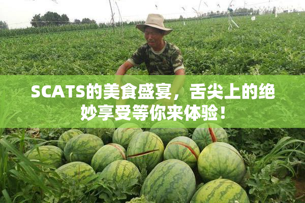 SCATS的美食盛宴，舌尖上的绝妙享受等你来体验！
