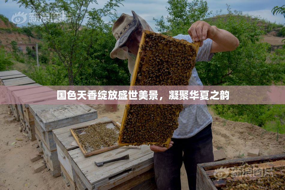 国色天香绽放盛世美景，凝聚华夏之韵