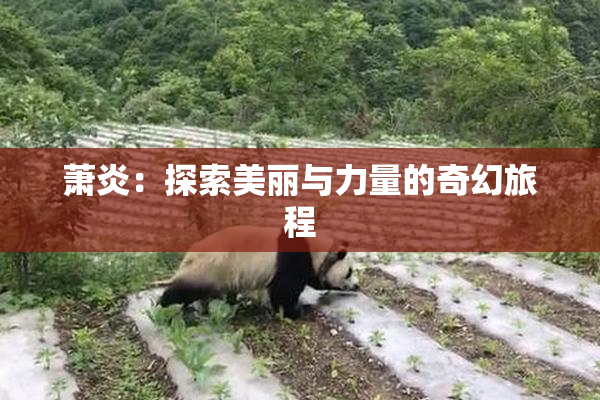 萧炎：探索美丽与力量的奇幻旅程
