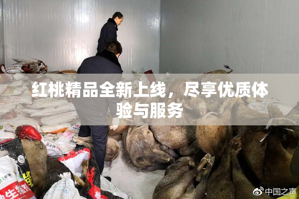红桃精品全新上线，尽享优质体验与服务