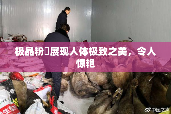 极品粉鮑展现人体极致之美，令人惊艳