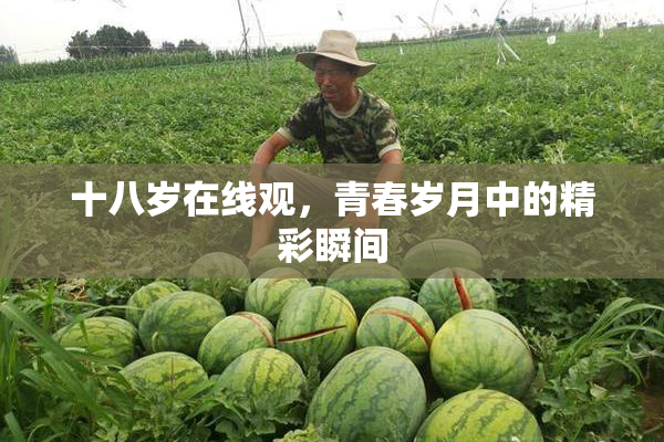 十八岁在线观，青春岁月中的精彩瞬间
