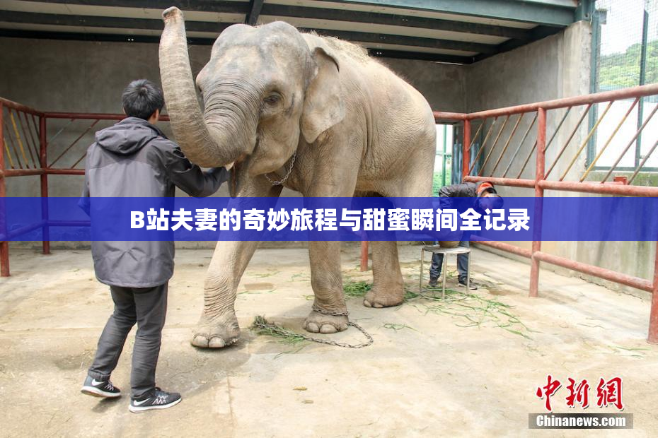 B站夫妻的奇妙旅程与甜蜜瞬间全记录